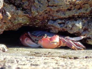 A crab hiding under a rock